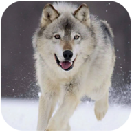 Wolf Dog Simulator(ʿģ)v1.0.5 ׿