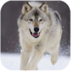 Wolf Dog Simulator(��ʿ��ģ����)v1.0.5 ��׿��