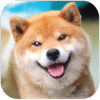 Akita Dog Simulator(Ȯģ)v1.0.1 ׿