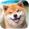 Akita Dog Simulator(����Ȯģ����)v1.0.1 ��׿��