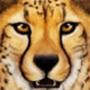 SavannaSim(�ȴ���ԭ����ģ����)v1.1 ��׿��
