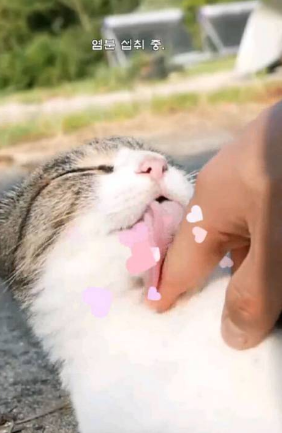 Haha�泡è��(Fish Farm Cats)
