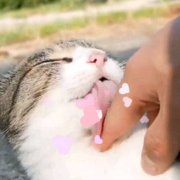 Haha�泡è��(Fish Farm Cats)
