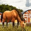 Horse Racing Game(��������������)v0.1 ��׿��