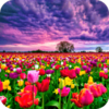 ���ﶯ̬��ֽappv1.0.0 ��׿��
