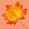 ��ҶͼƬʶ��appv1.1.7 ���°�