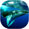 ����Ǳˮģ����The Humpback Whalesv1.0.1 ��׿��
