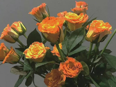д�����������ů���İ� ��ů��������˵˵��ȫ