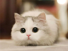 ����è���ů�ľ��� �����������黳��è������