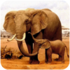 ����ģ����(The Elephant)v1.0.6 ���°�