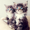 Kittens Wallpapers appv1.0 ��׿��
