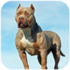 ����Ȯģ����Pitbull Dog Simulatorv1.0.4 ��׿��