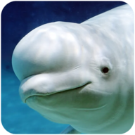 白鲸模拟器游戏(The Beluga Whale)v1.0.1 安卓版