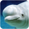 白鲸模拟器游戏(The Beluga Whale)
