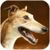 ��ʨ��ģ��Greyhound Dog Simulatorv1.0.8 ��׿��