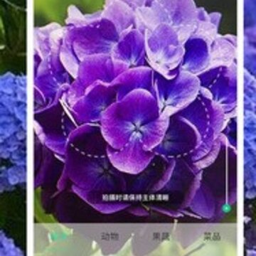 桃桃识植物 桃桃识植物