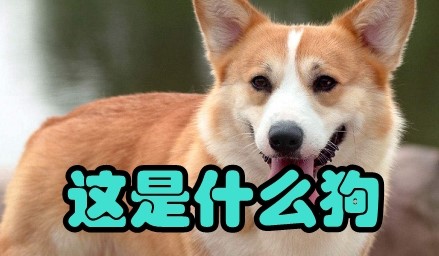 这是什么狗拍照识别 这是什么狗拍照识别