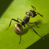 Planet Ant(蚂蚁星球)