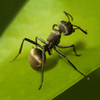 Planet Ant(��������)v0.0.1.1 ���İ�