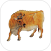 ��ţ����appv4.2.6 ���°�