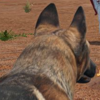 ����������Dog Fox Bunny�����ⰲװ��