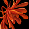 �ܼ�app