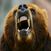 Hungry Bear(�����Ĺ�����)v1.1 ���°�