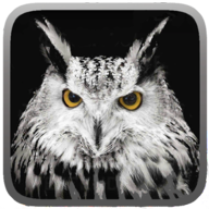 Owl Hunting Journey(èͷӥ֮)v1.1 ׿