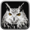 Owl Hunting Journey(èͷӥ����֮��)v1.1 ��׿��