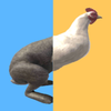 Switch the Animal(����ת��ǰ��)v1.5 ��׿��