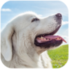 Tatra Sheepdog Simulator(����������Ȯģ��)v1.0.7 ��׿��