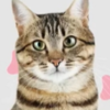 �Ұ���èILoveFindingCats�����ⰲװ��