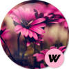 Spring wallpapersv3.4.2 ���°�