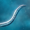 Evolution Simulator 2 Free(���ӽ���ģ����)v0.1 ���°�