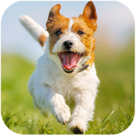 Parsons Dog Simulator(��ɭ˹Ȯģ����)v1.0.8 ��׿��