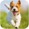 Parsons Dog Simulator(��ɭ˹Ȯģ����)v1.0.8 ��׿��