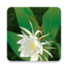 QueenOfTheNight(������Ϸ��������)v0.6 ��׿��