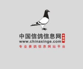 中国信鸽信息网app下载 中国信鸽信息网app下载