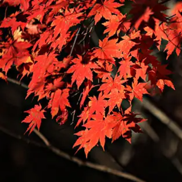 晚秋的枫叶唯美句子 枫叶文案短句干净治愈 晚秋的枫叶唯美句子 枫叶文案短句干净治愈