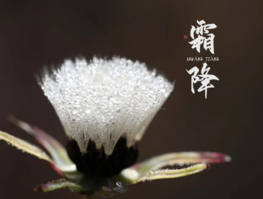 2022霜降节气发朋友圈的早安说说 霜降节气的暖心语录 2022霜降节气发朋友圈的早安说说 霜降节气的暖心语录