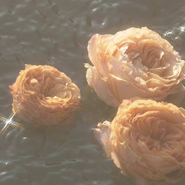 ���ɴ������˸���ǩ�� �۵�������ĸ���ǩ��