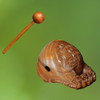 ľ���Կ�app(wooden fish)v1.1.5 ��׿��