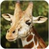 ����¹ģ��The Giraffev1.0.9 ��׿��