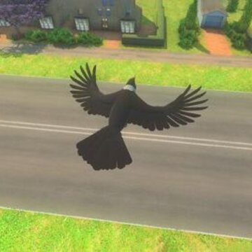 幻想乌鸦Fantasy Crow flying game 幻想乌鸦Fantasy Crow flying game