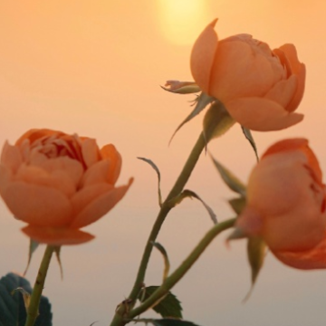 ����Ů���ر������� 35������ζŮ�˵�����