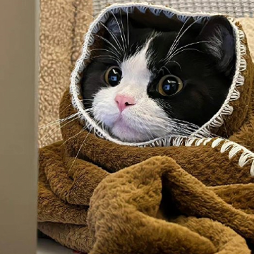 г����ɳ��������ȫ ɳ��Ц���˵�г�����ǳ�