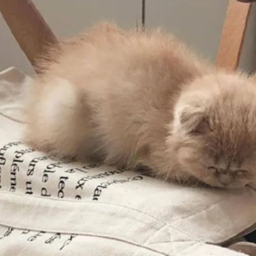 �������Ӷ�������о���ţ �ر��е����Ķ̾�
