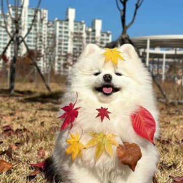 ����Ȧ����ƴ�ŵ�ɳ���İ� ����ֵ�����ƴ����¼