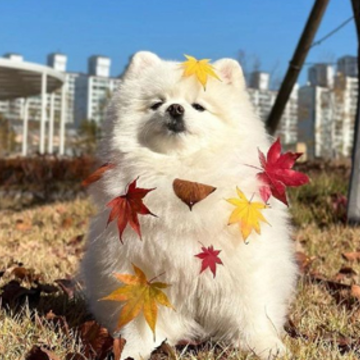 ����Ȧ����ƴ�ŵ�ɳ���İ� ����ֵ�����ƴ����¼