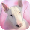��ţȮ��ģ����Bull Terier Dog Simulatorv1.1.4 ��׿��